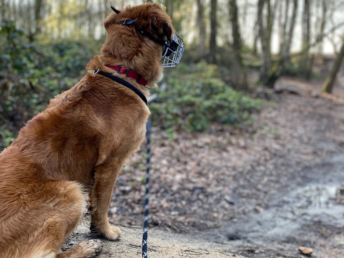 Collie-Labrador2.jpg